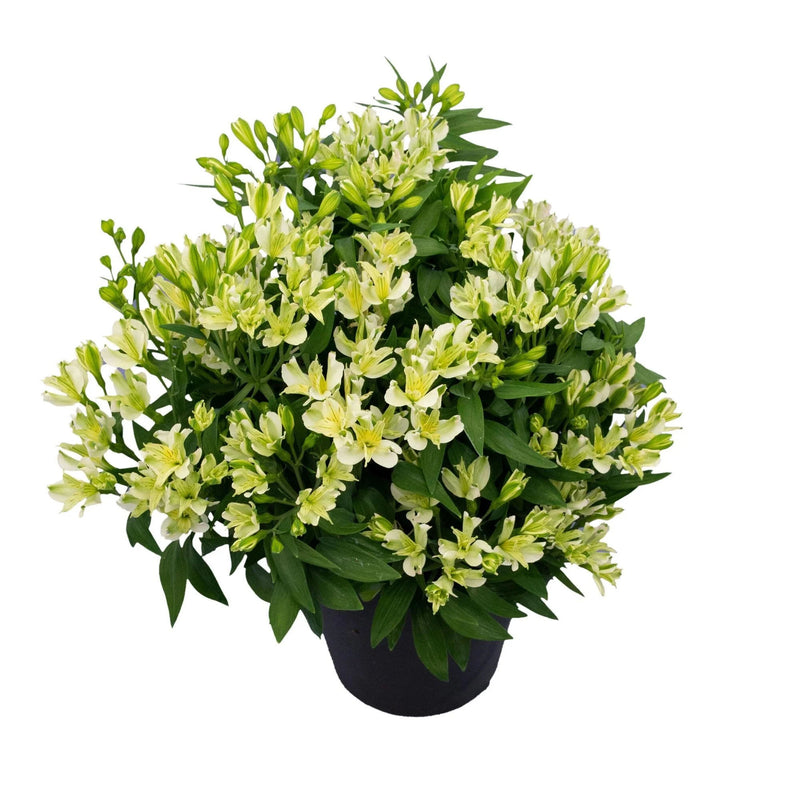 Alstromeria Inca | White Sparkle
