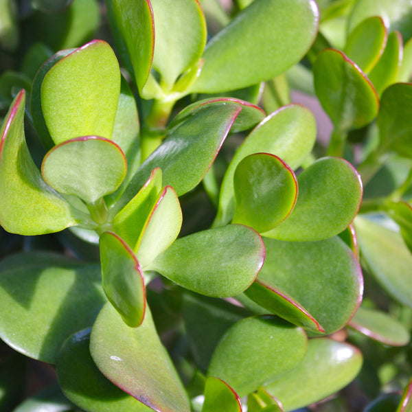 Crassula Ovata 20cm