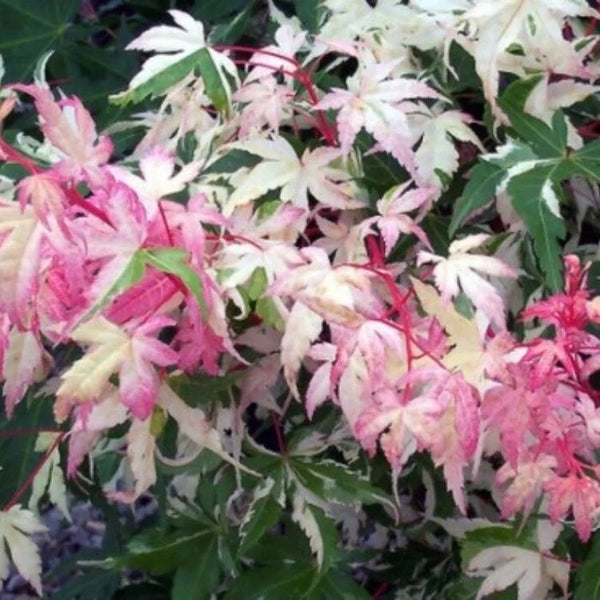 ACER 'ORIDO NISHIKI’