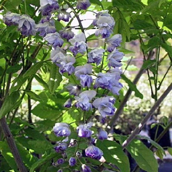 Wisteria 'Eds Blue Dragon'