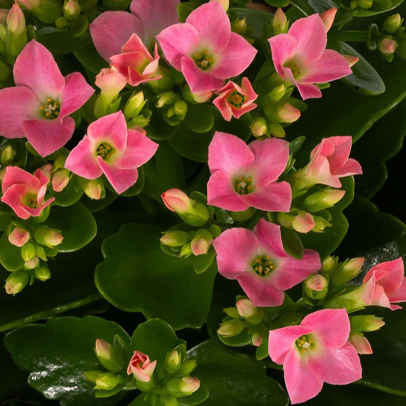 Kalanchoe blossfeldiana