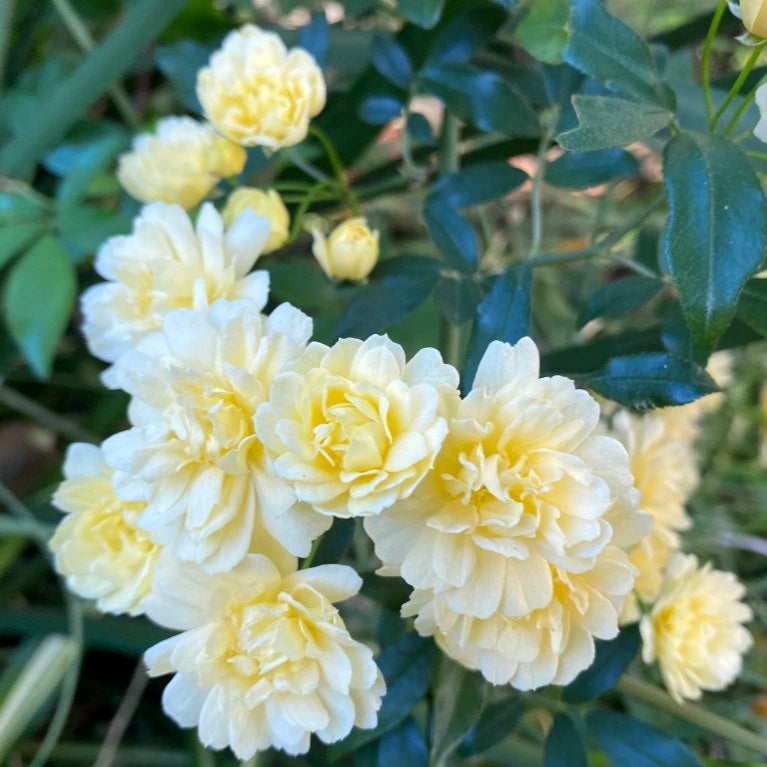 Climbing Rose Lady Banks' Rose