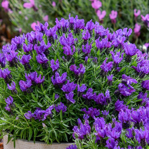Lavender - The Prince