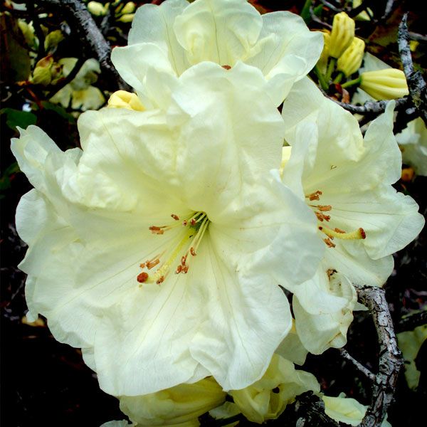 Rhododendron Lemon Lodge