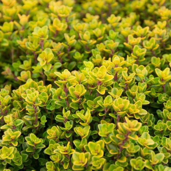 Thymus x citriodorus Aureus