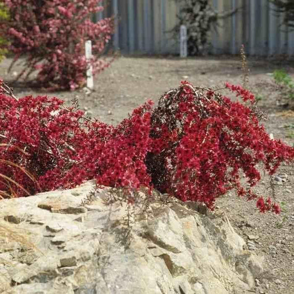 Leptospermum 'Red Falls'