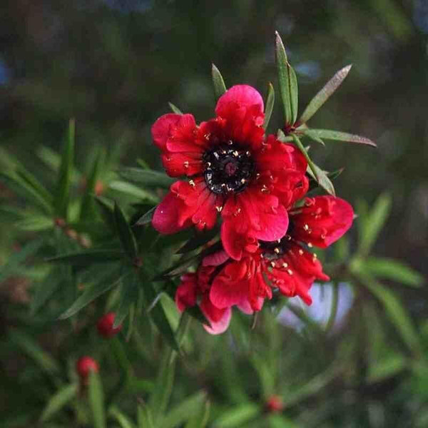 Leptospermum 'Red Falls'