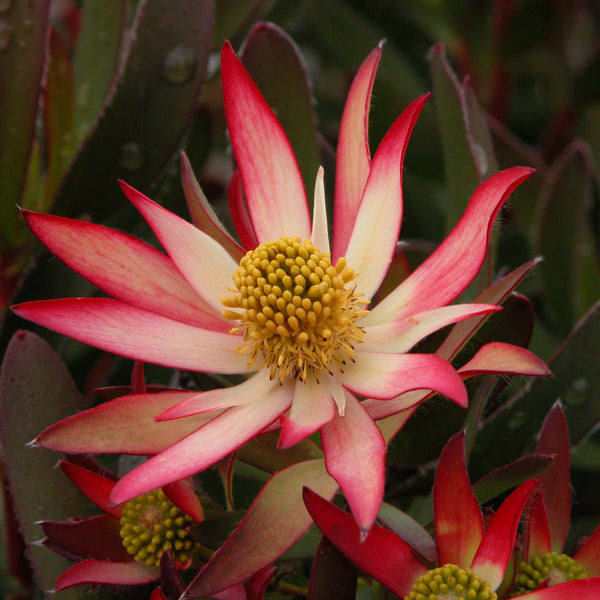 Leucadendron 'Super Star'