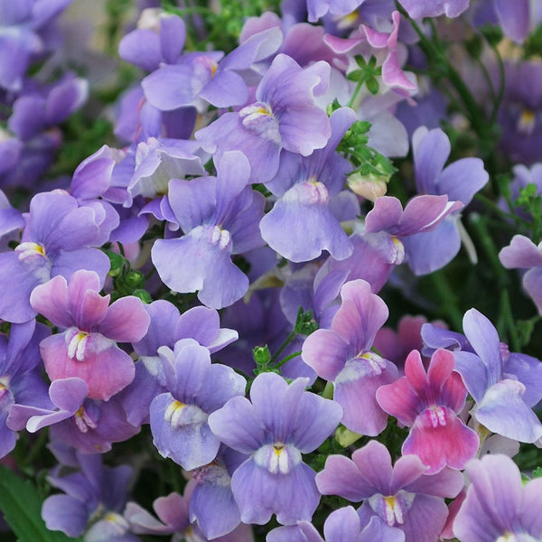 Nemesia Lilacberry