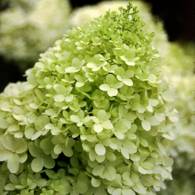 Hydrangea Limelight