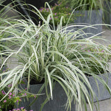Liriope | Silver Ribbon