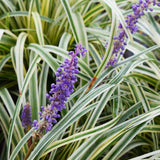 Liriope | Silver Ribbon