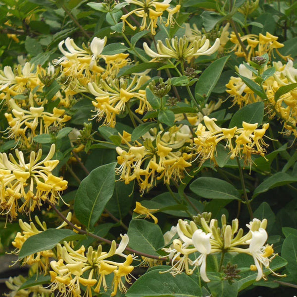 Lonicera Graham Thomas