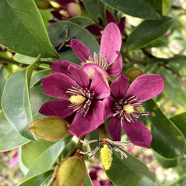 Magnolia 'Stellar Ruby'
