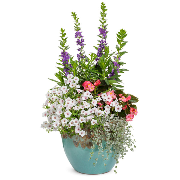 Supertunia Vista Silverberry