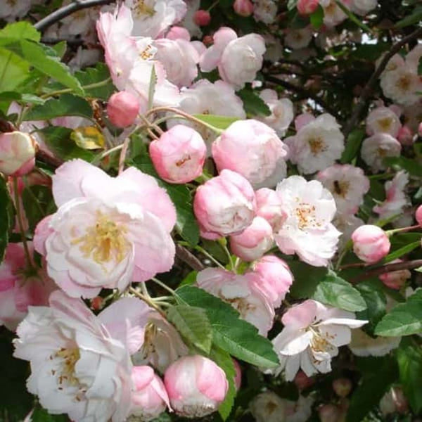 Malus IOENSIS 'PLENA’