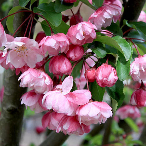 Malus ‘VAN ESELTINE’ [Columnar]