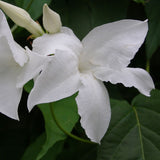 Mandevilla laxa