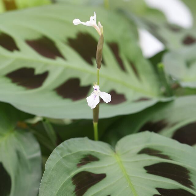 Maranta Leuconeura 'Kerchevoana'