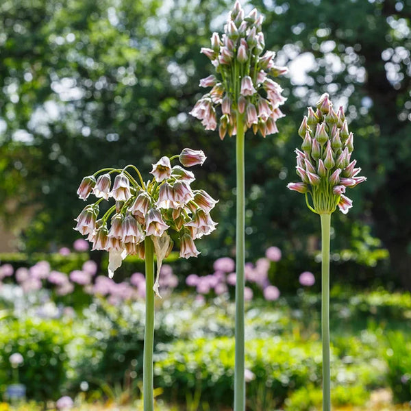 Allium siculum