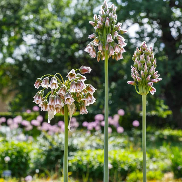 Allium siculum