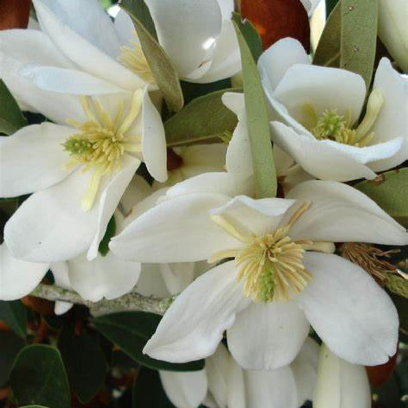 Michelia Yunnanensis 70cm Standard