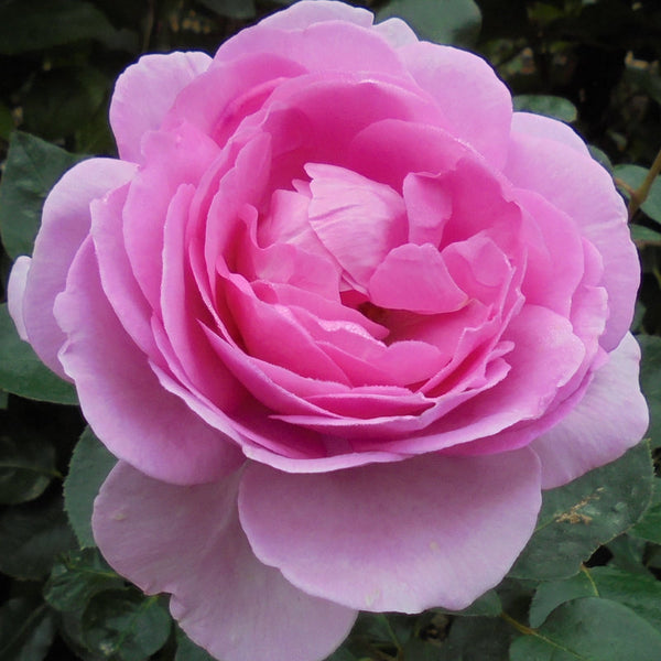 Rose Mum in a Million