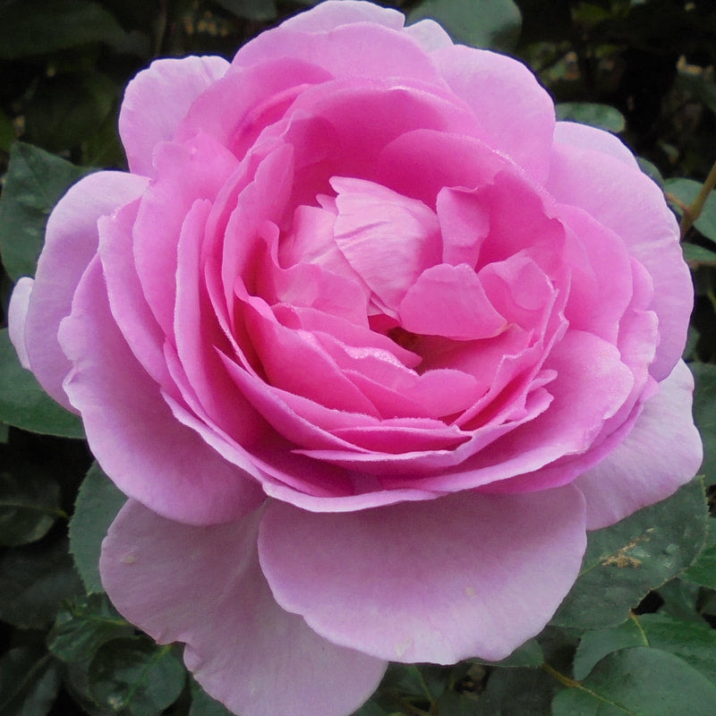Rose Mum in a Million