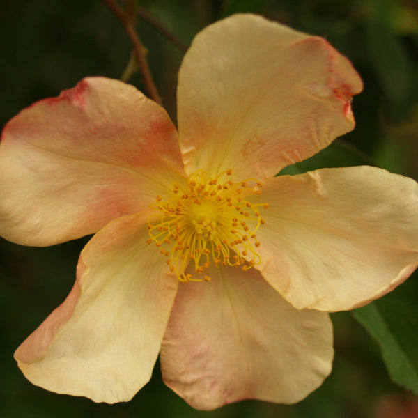 Rose Mutabilis