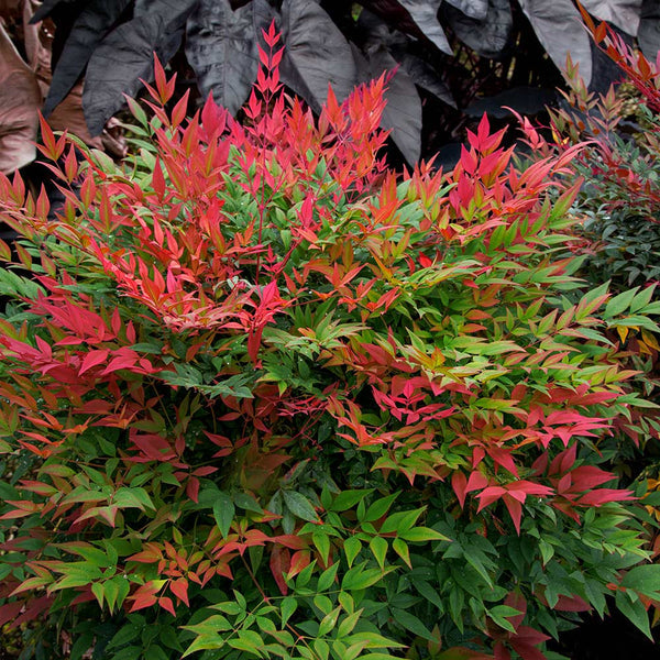 nandina obsession