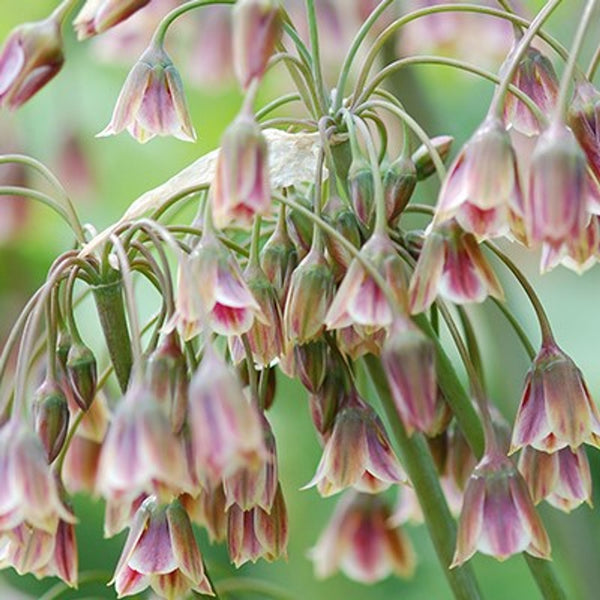 Allium siculum