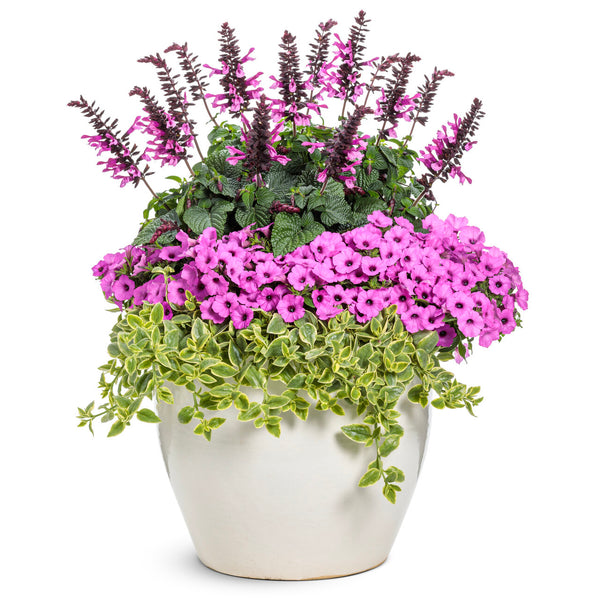 Supertunia Vista Jazzberry