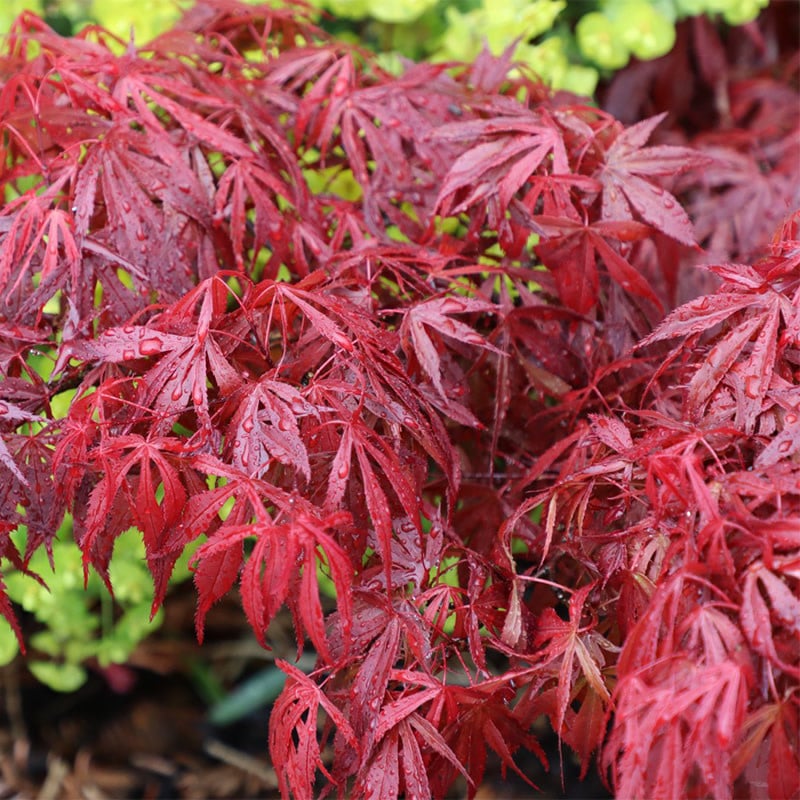 ACER ‘OREGON SUNSET’ PATIO