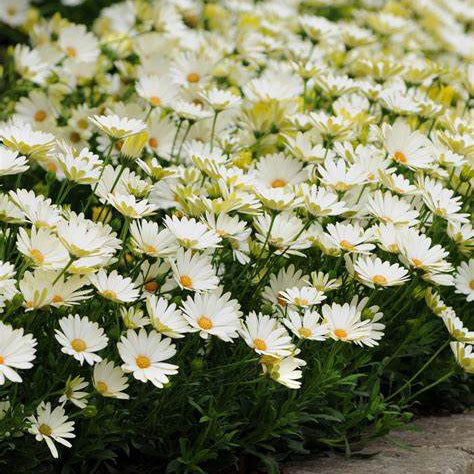 Osteospermum Voltage White Lighning