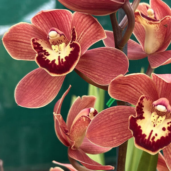 Cymbidium Orchid 'Roslyn'