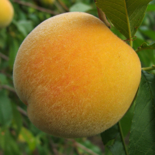 Peach 'Golden Queen'