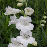 Penstemon | Snowstorm