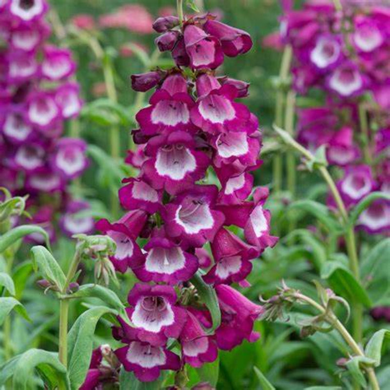 Penstemon Arabesque Violet