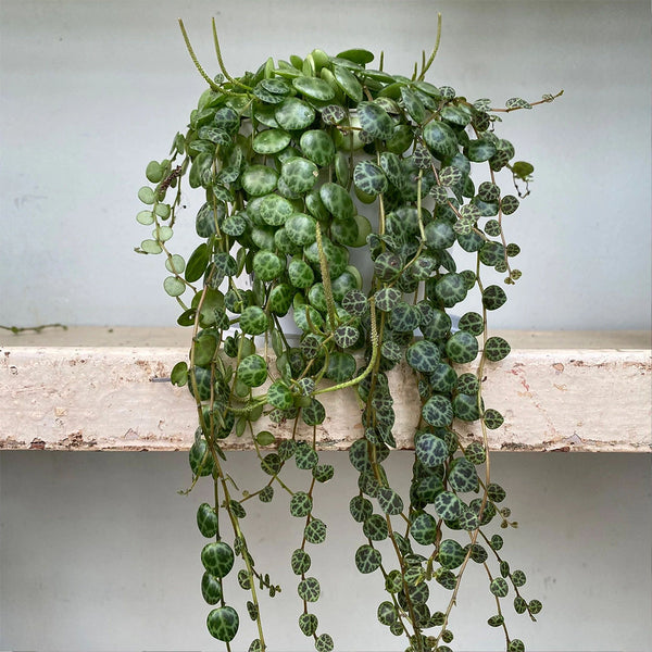Peperomia prostrata "String of Turtles"