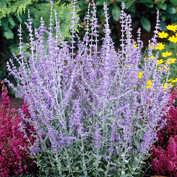 Perovskia Atriplicifolia (Russian Sage)