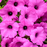 Supertunia Vista Jazzberry