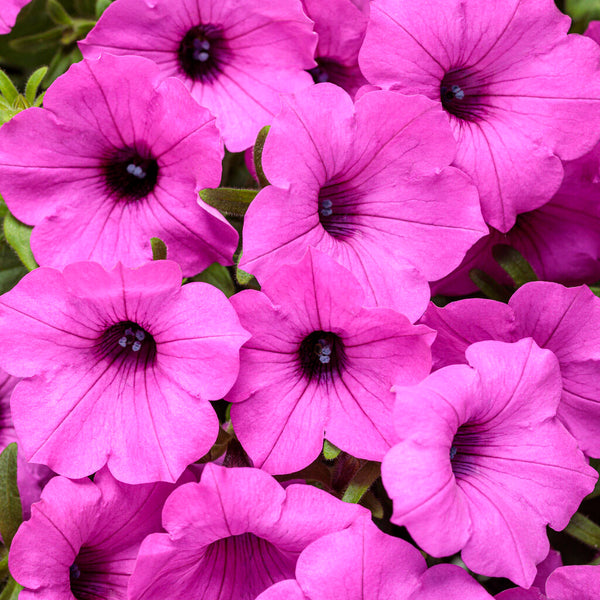 Supertunia Vista Jazzberry
