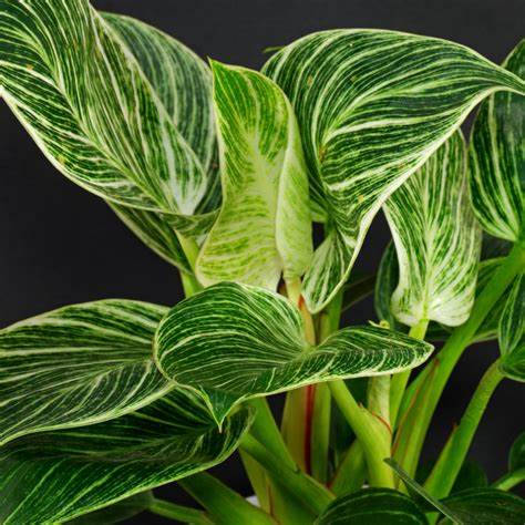 Philodendron Birken