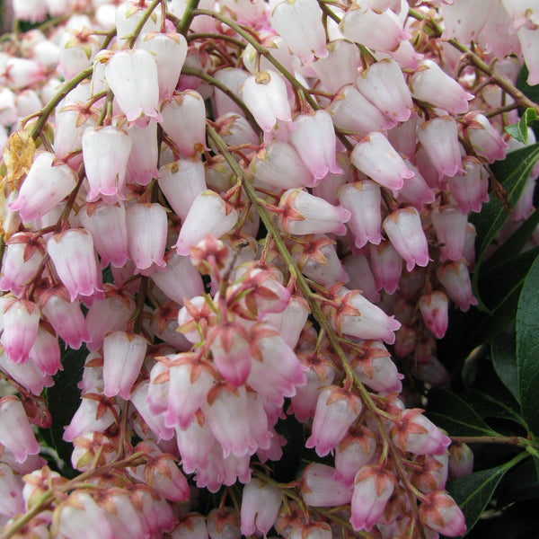 Pieris 'Christmas Cheer'