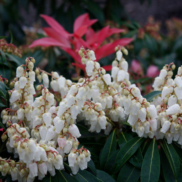 Pieris 'Forest Flame'