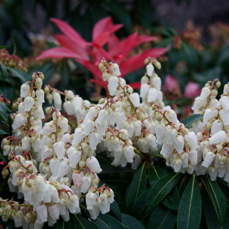 Pieris 'Forest Flame'