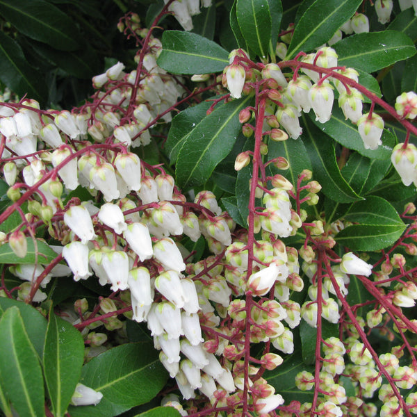 Pieris 'Mountain Fire'