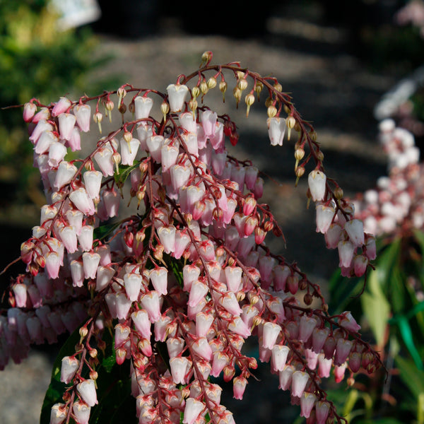 Pieris 'Pink Delight'