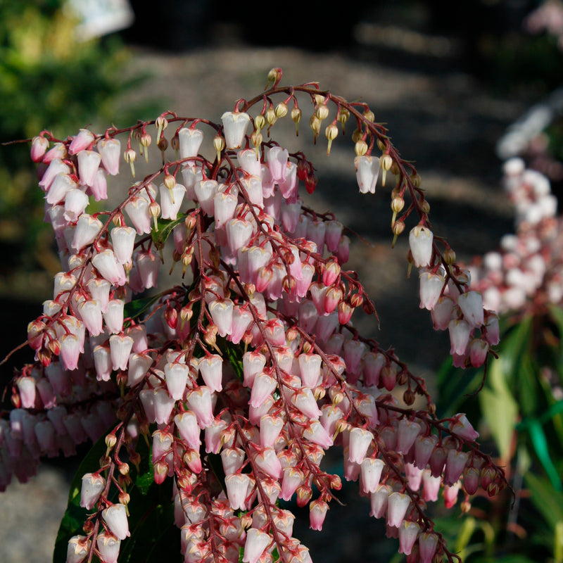 Pieris 'Pink Delight'