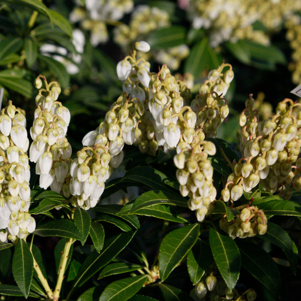 Pieris 'Purity'